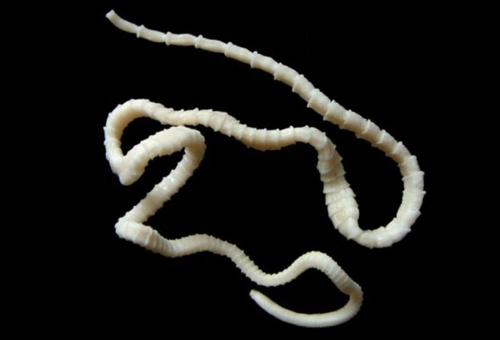 Malawak na tapeworm